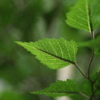 Kunst Berkenboom XXL 350cm Deluxe - thumbnail