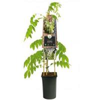 Blauwe Regen Wisteria Floribunda Alba 120 cm klimplant - thumbnail