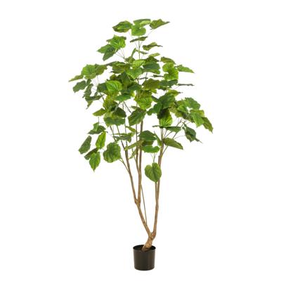 Ficus umbellata Ficus umbellata