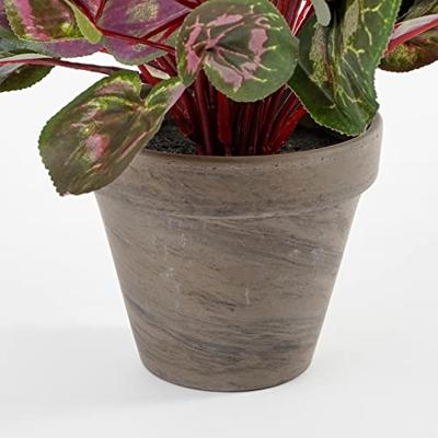 Mica Cyclaam in pot wit