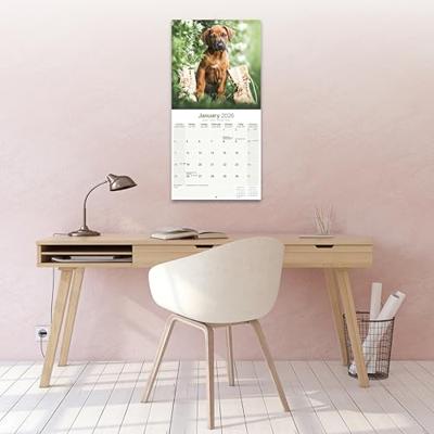 Rhodesian Ridgeback Kalender 2026 Rhodesian Ridgeback Kalender 2026