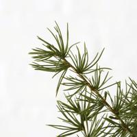 Boltze Home Decoratietak pijnboom h62cm - thumbnail