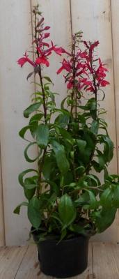 Lobelia rood Warentuin Natuurlijk - Warentuin natuurlijk