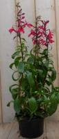 Lobelia rood Warentuin Natuurlijk - Warentuin natuurlijk - thumbnail