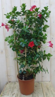 Dipladenia Mandevilla Sundaville rood 90 cm klimplant op bamboestokken kuipplant Warentuin Natuurlijk - Warentuin natuurlijk
