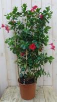 Dipladenia Mandevilla Sundaville rood 90 cm klimplant op bamboestokken kuipplant Warentuin Natuurlijk - Warentuin natuurlijk - thumbnail