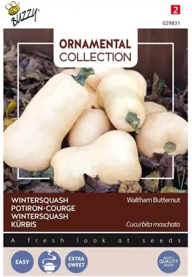 Zaden Ornamental Wintersquash Waltham Butternut Buzzy - Buzzy