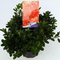 Rododendron (Rhododendron Japonica "Geisha Orange") heester - 30-35 cm - 1 stuks - thumbnail