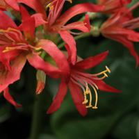 Nerine Lely Kunstbloem 70cm oranje - thumbnail