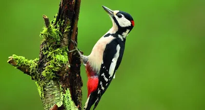 Alexsar Art Tuinschilderij woodpecker 130x70cm