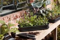 Schotel Kweektray Basic Zwart - thumbnail