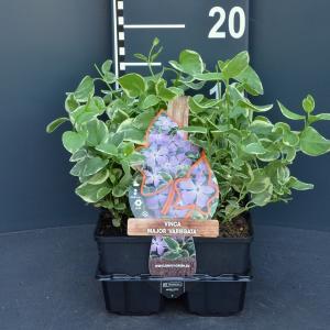 Grote maagdenpalm (vinca major "Variegata") bodembedekker - 12-pack - 12 stuks Grote maagdenpalm (vinca major "Variegata") bodembedekker - 12-pack - 12 stuks