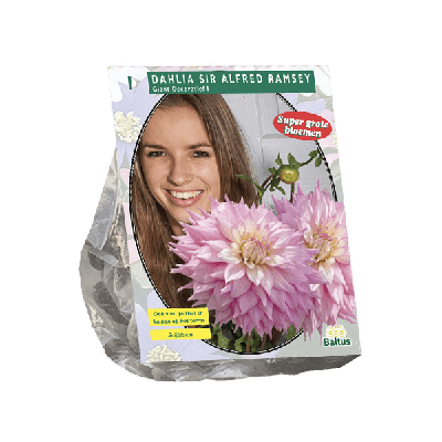 Zomer Bloembollen Dahlia Giant Dec. Sir Alfred Ramsey per 1 Baltus - Baltus