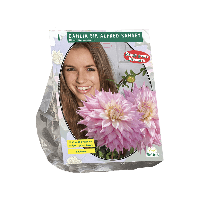Zomer Bloembollen Dahlia Giant Dec. Sir Alfred Ramsey per 1 Baltus - Baltus - thumbnail