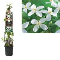 Clematis montana 'Grandiflora' - bosrank L - thumbnail