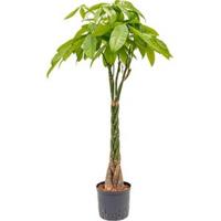 Pachira aquatica 120 Geldboom hydrocultuur plant - thumbnail