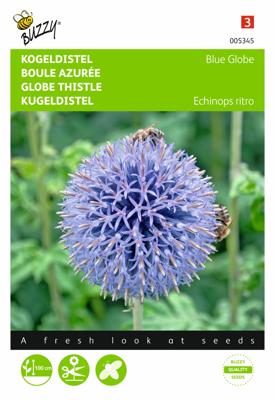 Echinops, Kogeldistel Blue Globe