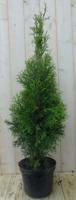Conifeer Thuja Smaragd 150-180 cm Levensboom Warentuin Natuurlijk - Warentuin natuurlijk - thumbnail