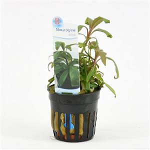 Staurogyne bihar
- 6 stuks - aquarium plant Staurogyne bihar
- 6 stuks - aquarium plant