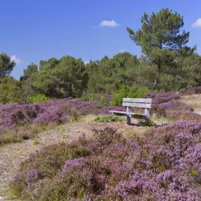 Anna's Collection tuinschilderij bloeiende heide 58x58cm multi