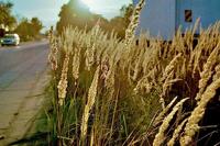 Wolfen NC 500 Kleurnegatieffilm 35 mm 36 opnames - thumbnail