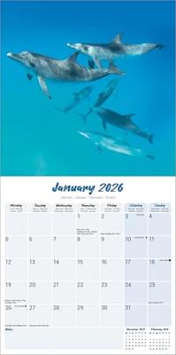 Dolfijnen Kalender 2026