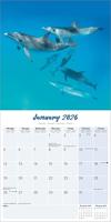 Dolfijnen Kalender 2026 - thumbnail