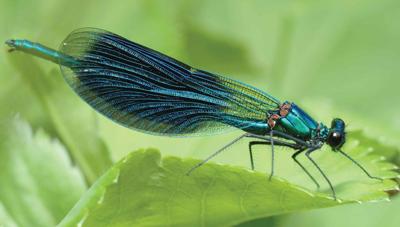 Libelle 130x70cm Tuinschilderij Customize-it - Customize it