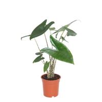 Alocasia Zebrina - P 17 cm - thumbnail