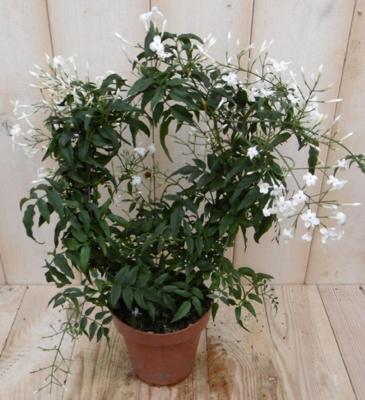 Sterjasmijn Solanum Jasminoides op boog wit 30 cm Warentuin Natuurlijk - Warentuin natuurlijk