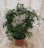 Sterjasmijn Solanum Jasminoides op boog wit 30 cm Warentuin Natuurlijk - Warentuin natuurlijk - thumbnail