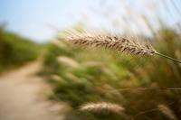 Samyang 21mm F/1.4 ED AS UMC CS Fuji X - thumbnail