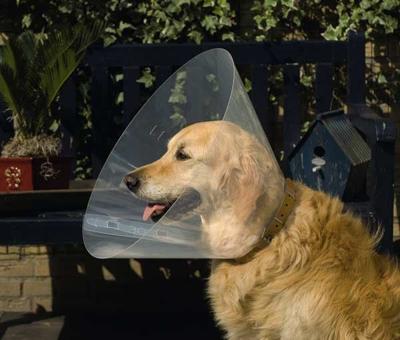 BZ PLASTIC HONDENKRAAG 38-44 20