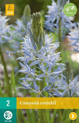 Camassia Cusickii 2 bollen