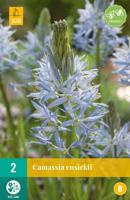 Camassia Cusickii 2 bollen - thumbnail