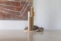 Designed by Lotte Willa krabpaal - thumbnail