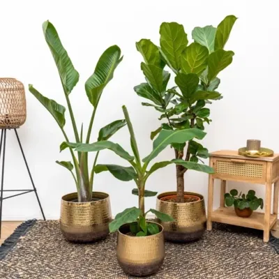 Combideal - Ficus Lyrata P30 + Strelitzia Augusta P30 + Musa Dwarf Cavendish P21