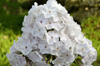 Vlambloem - thumbnail