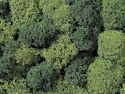 NOCH 8621 Mos Lichtgroen, Donkergroen NOCH 8621 Mos Lichtgroen, Donkergroen