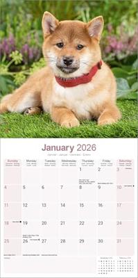 Shiba Inu Calendar 2026 Square Dog Breed Wall Calendar - 16 Month