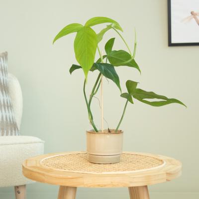 Philodendron Camposportoanum - P9 Philodendron Camposportoanum - P9
