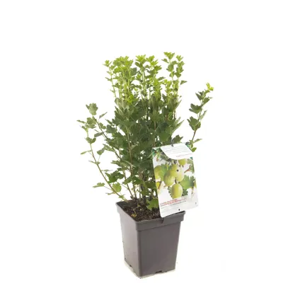 Bessenstruik Ribes Hinnonmäki Grön - Groene kruisbes 18cm Bessenstruik Ribes Hinnonmäki Grön - Groene kruisbes 18cm
