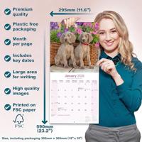 Weimaraner Kalender 2026 - thumbnail