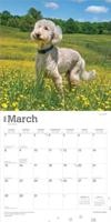 Goldendoodle Kalender 2026 - thumbnail
