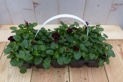 Bosviolen Violen paars 6 stuks in tasje Viola Warentuin Natuurlijk - Warentuin natuurlijk