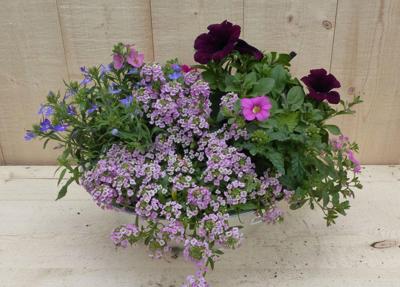 Zinken bak zomerbloeiers roze/paars dia. 30 cm Warentuin Natuurlijk - Warentuin natuurlijk