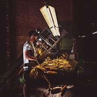 Ledlenser MH4 Hoofdlamp LED werkt op een accu 400 lm 35 h - thumbnail