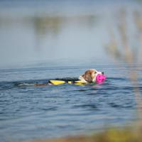 Reddingsvest Trixie - thumbnail