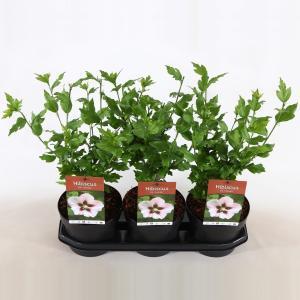 Hibiscus syriacus Hamabo - 60 - 80 cm - 5 stuks