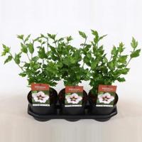 Hibiscus syriacus Hamabo - 60 - 80 cm - 5 stuks - thumbnail
